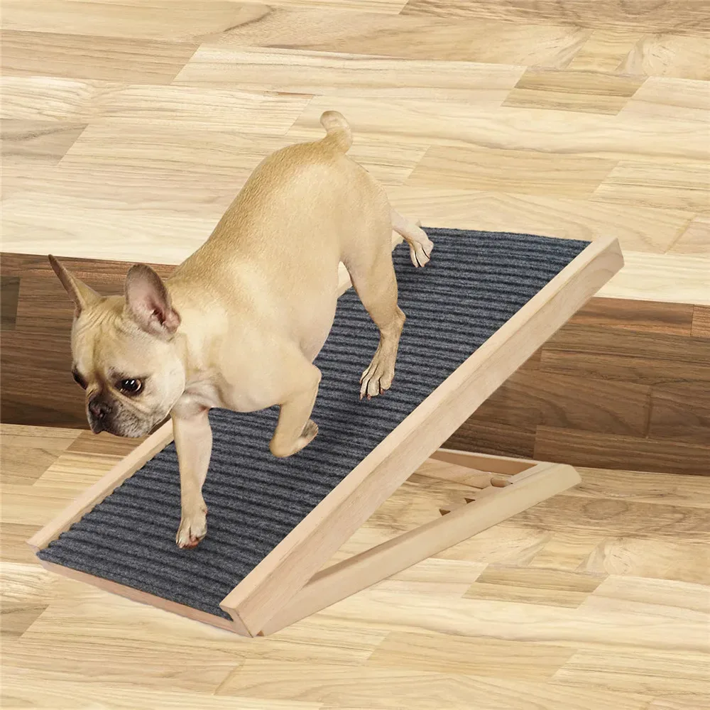 Rampe en bois à moquette grise sur un parquet, avec un bouledogue français qui la monte